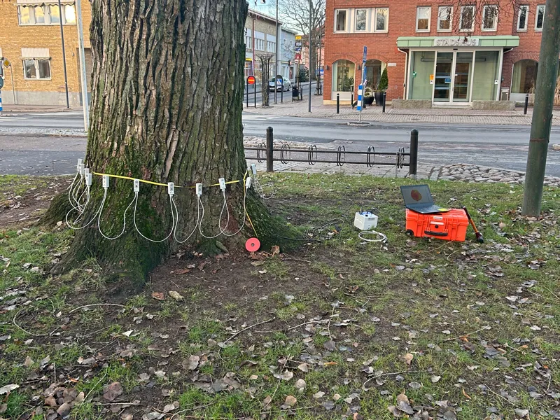 Trädbesiktning