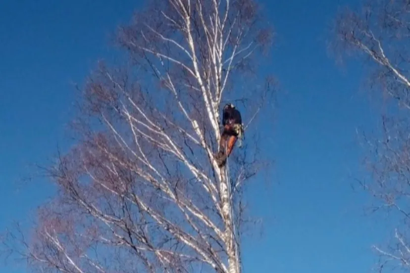 Trädfällning
